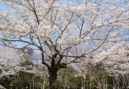 201204050928-DSC05745N.jpg