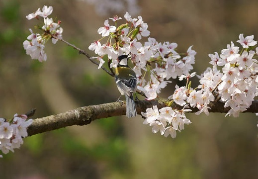 201204050929-DSC03764.jpg