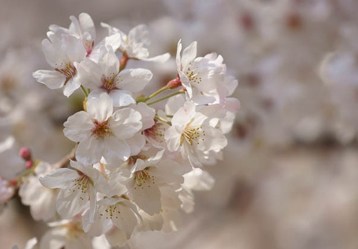201204050937-DSC03801.jpg