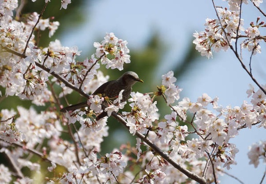 201204051056-DSC03921.jpg