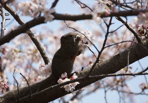 201204051100-DSC03954.jpg