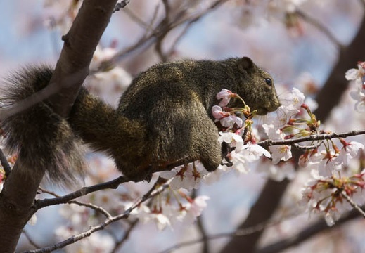 201204051104-DSC03974.jpg