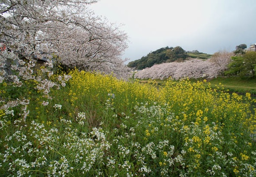 201204060643-DSC05904N.jpg