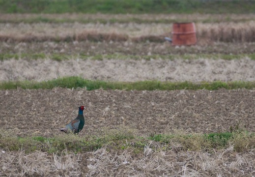 201204060714-DSC04401.jpg