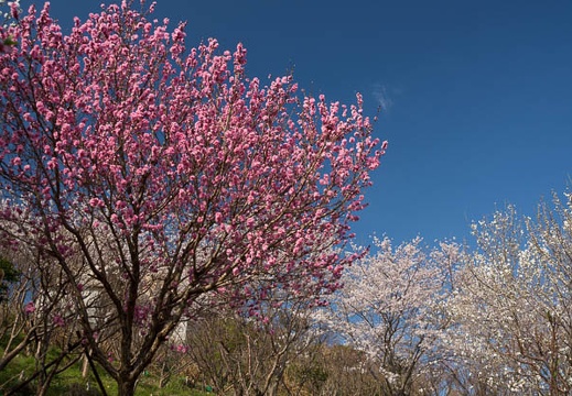 201204060807-DSC04450.jpg