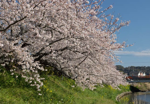 201204060842-DSC04487.jpg
