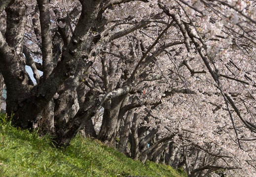 04.06 勝間田川沿いの桜