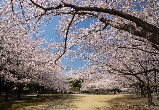201204061007-DSC04577.jpg