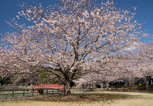 201204061009-DSC04581.jpg