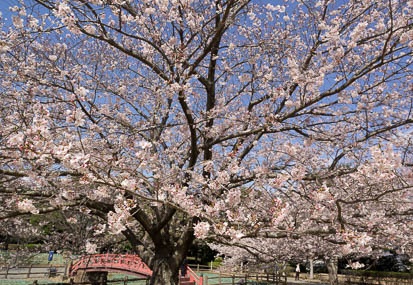 201204061010-DSC05996N.jpg