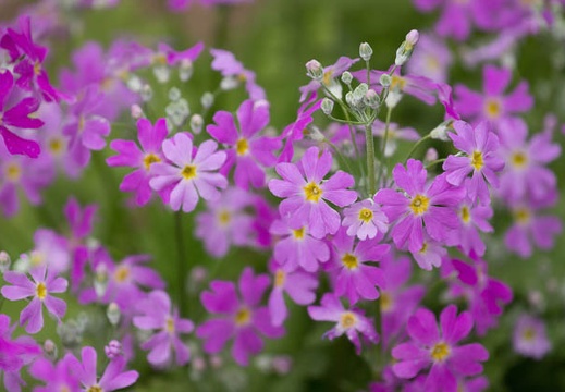 201204071321-DSC00091.jpg