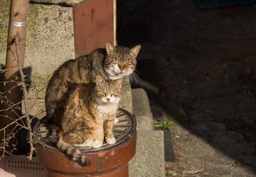 201204080715-DSC00112.jpg