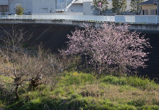 201204080716-DSC00117.jpg