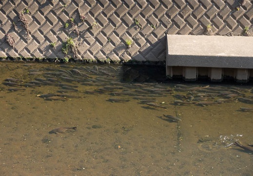 201204080805-DSC00181.jpg
