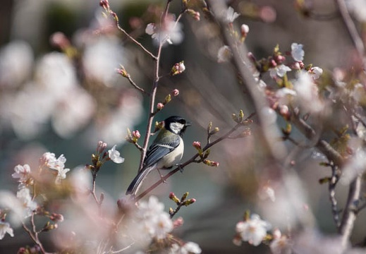 201204080828-DSC00224.jpg