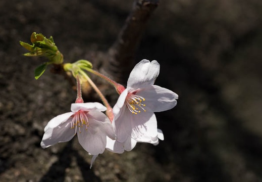 201204080922-DSC00296.jpg