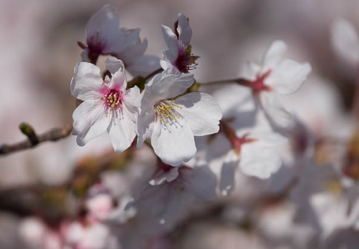 201204080940-DSC00334.jpg