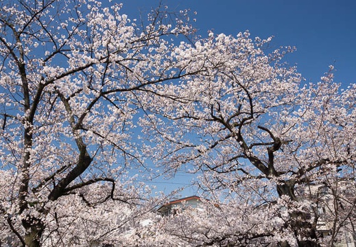04.08 川崎