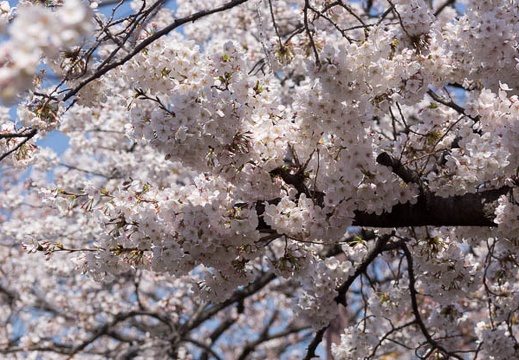 201204081228-DSC00557.jpg