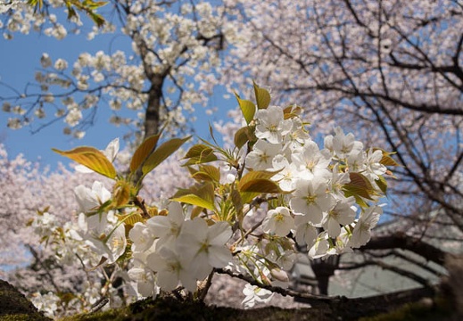 201204091227-DSC00893.jpg