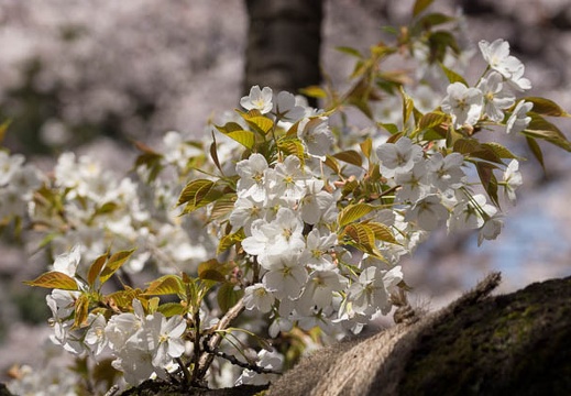 201204091232-DSC00906.jpg