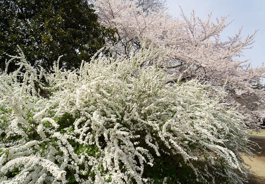 201204100956-DSC06390N.jpg