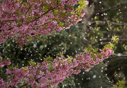 201204101017-DSC01242.jpg
