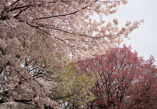 201204101109-DSC01327.jpg