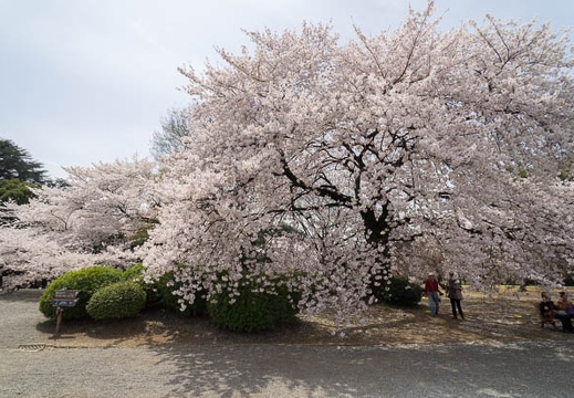 201204101200-DSC06467N.jpg