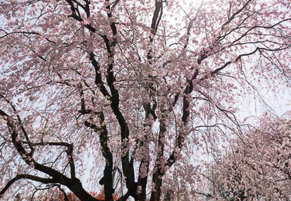 201204101210-DSC06490N.jpg
