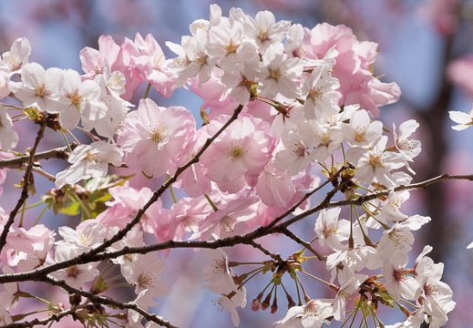 201204101232-DSC01418.jpg