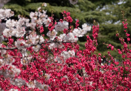 201204101240-DSC01430.jpg