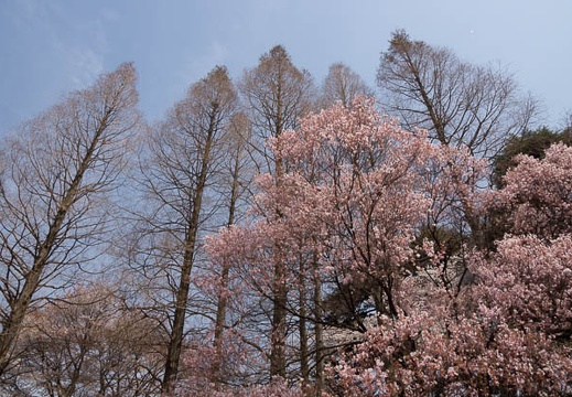 201204101251-DSC01436.jpg