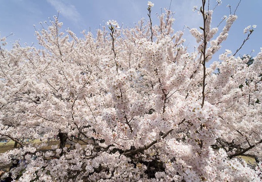 201204101308-DSC06513N.jpg