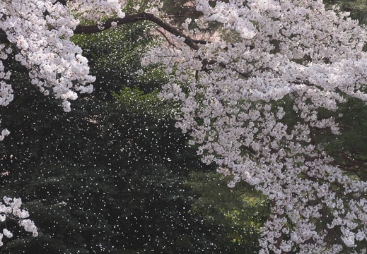 201204101311-DSC01482.jpg
