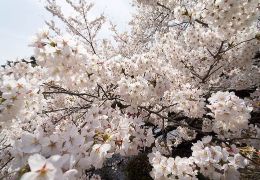 201204101314-DSC06523N.jpg