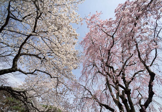 201204101327-DSC06546N.jpg