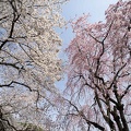 201204101327-DSC06546N.jpg
