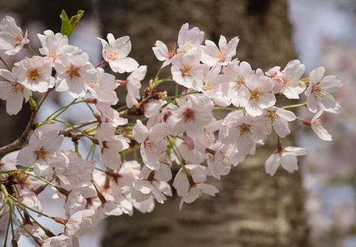 201204130832-DSC02333.jpg