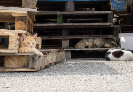 201204131224-DSC02561.jpg