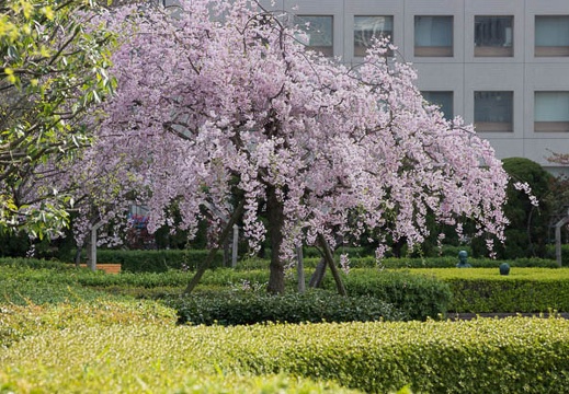201204171444-DSC02832.jpg