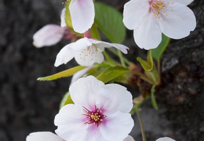 201204171448-DSC02842.jpg