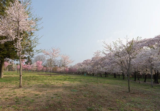 201204250653-DSC02917.jpg
