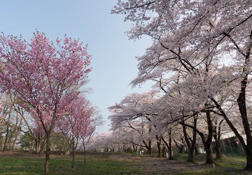 201204250700-DSC02924.jpg