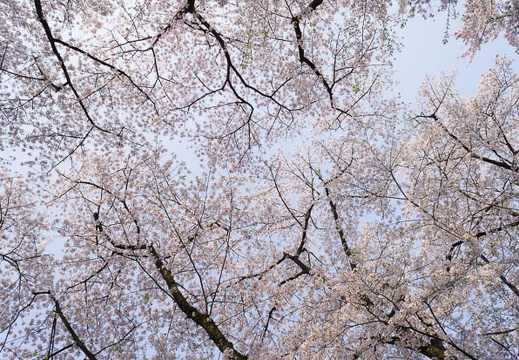 201204250701-DSC06869N.jpg