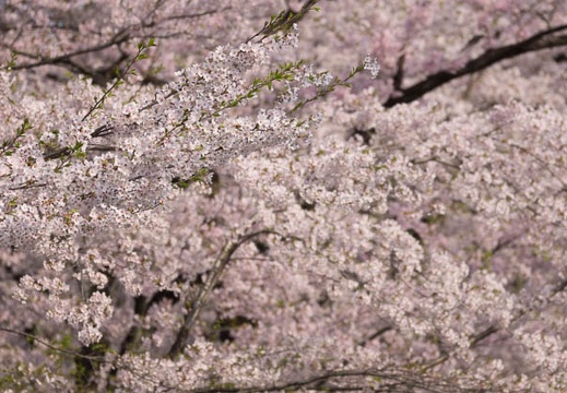 201204250711-DSC02941.jpg