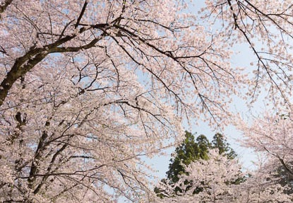 201204250721-DSC02953.jpg
