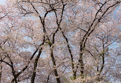 201204250723-DSC02962.jpg