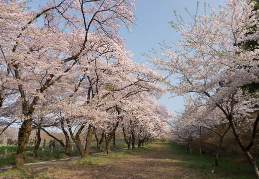 201204250724-DSC02963.jpg