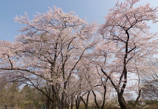 201204250815-DSC03030.jpg